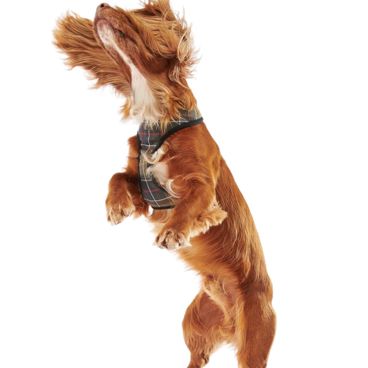 BARBOUR PETTORINA Dog