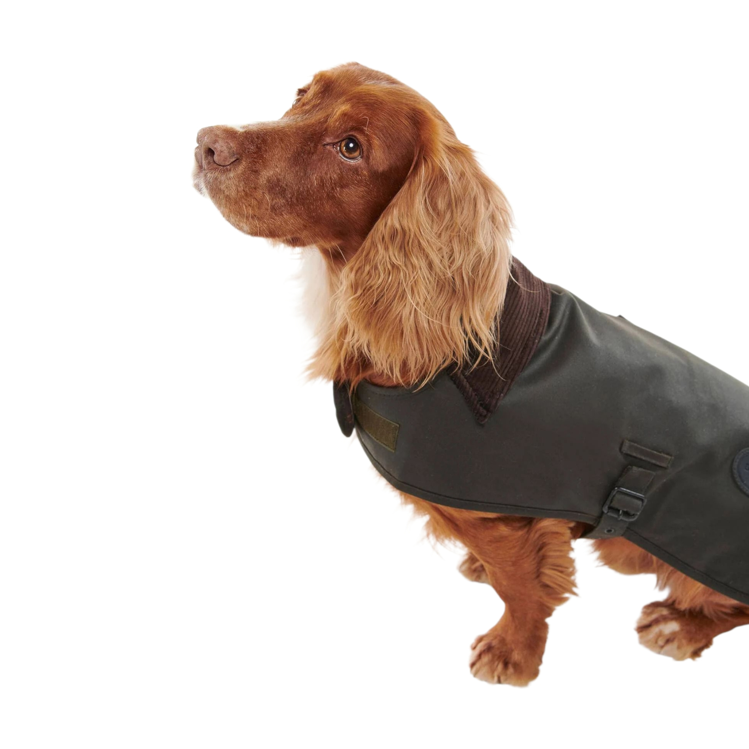 BARBOUR CAPPOTTO CANE UOMO