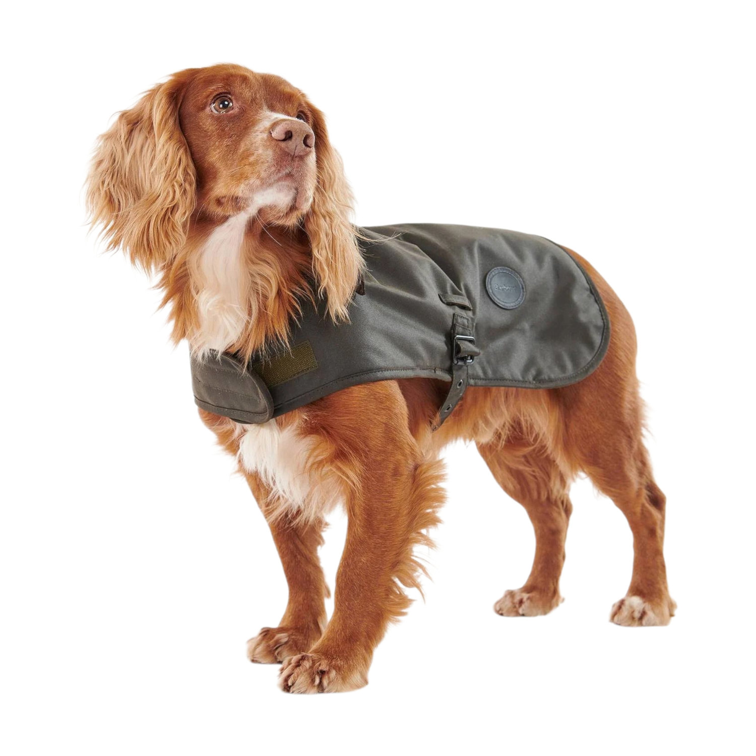BARBOUR CAPPOTTO CANE UOMO