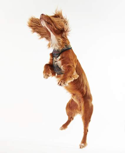 PETTORINA PER CANI