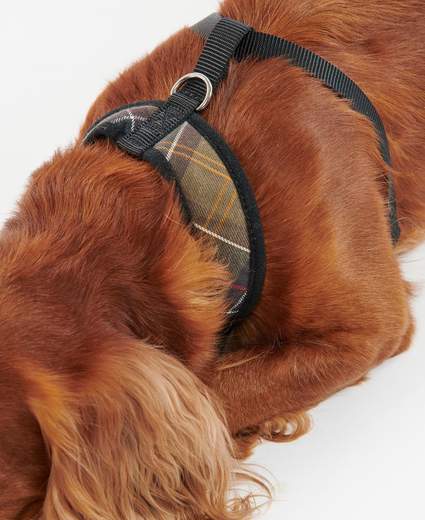 PETTORINA PER CANI