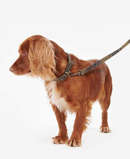 GUINZAGLIO PER CANI