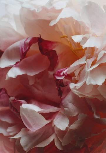JO MALONE PEONY & BLUSH SUEDE COLOGNE