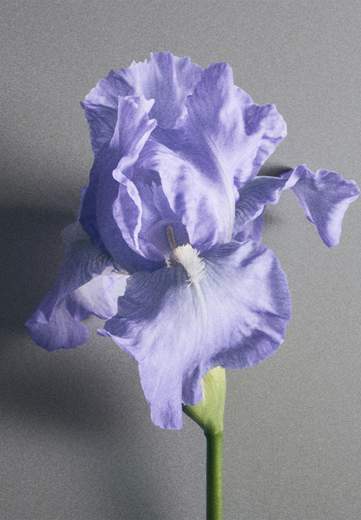 CREED IRIS DEBONAIR MILLESIME