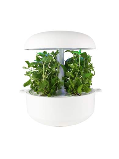 PLANTUI CIALDA_1