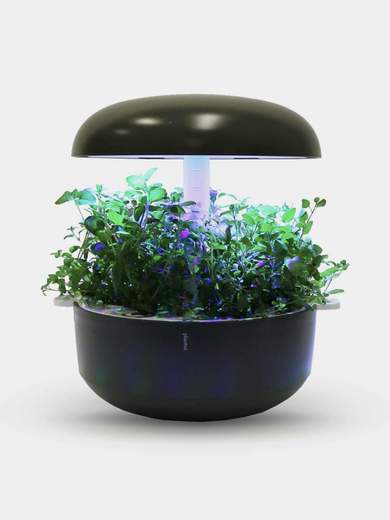 PLANTUI H012