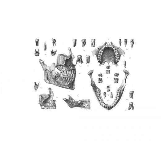 TASCHEN 9788857608525