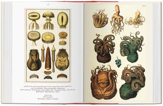 TASCHEN 9783836558099