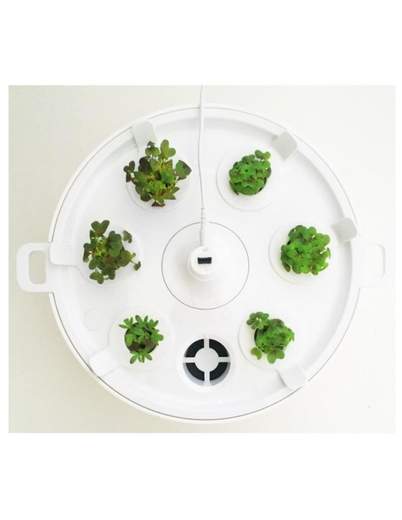 PLANTUI BIGPLANTUI